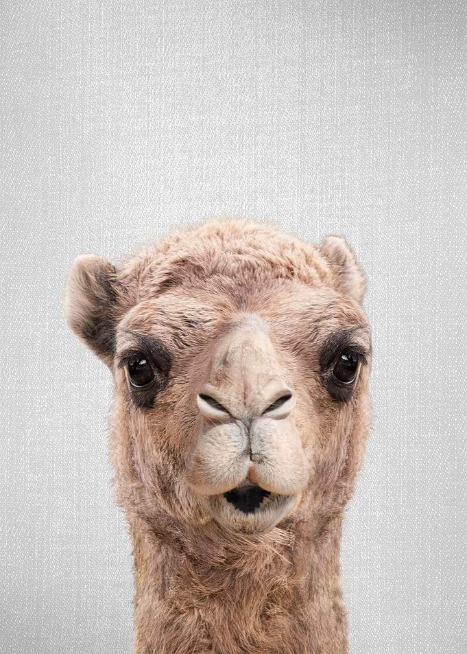 Camel Colorful