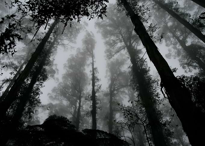 Forest 39
