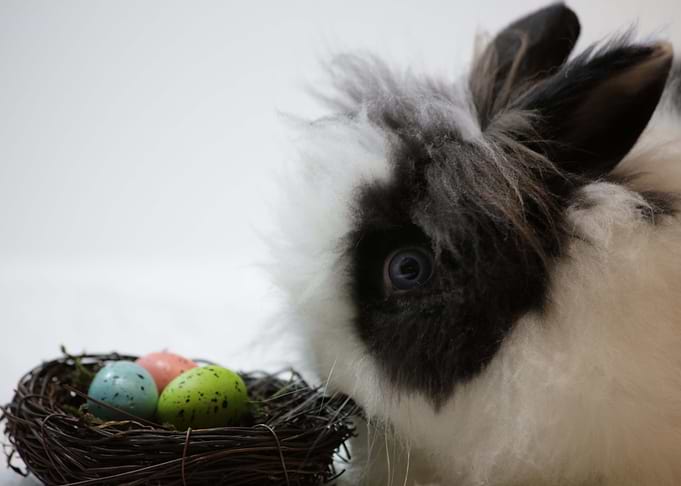 The Easter Bunny