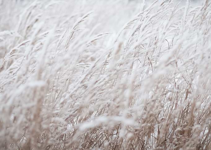 Snow 73