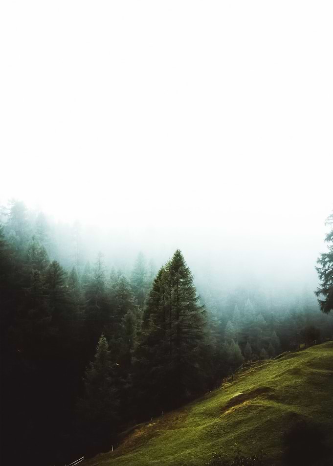 Forest 32
