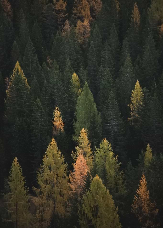 Forest 127