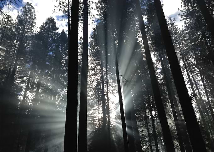 Forest 71