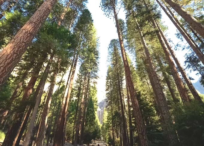 Forest 106