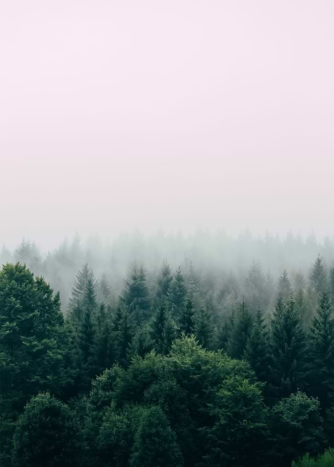 Forest 101