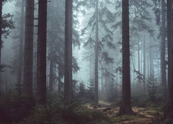 Forest 13