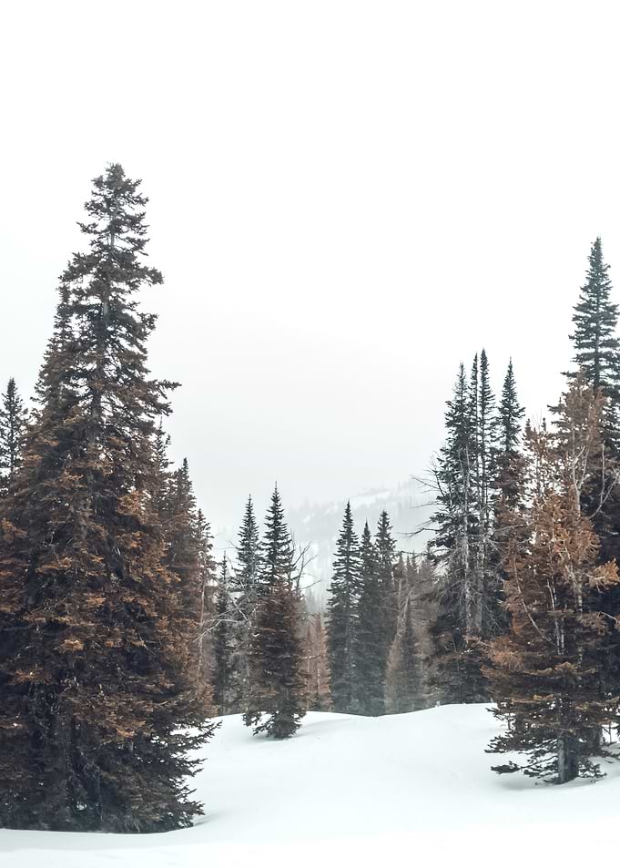 Snow 21