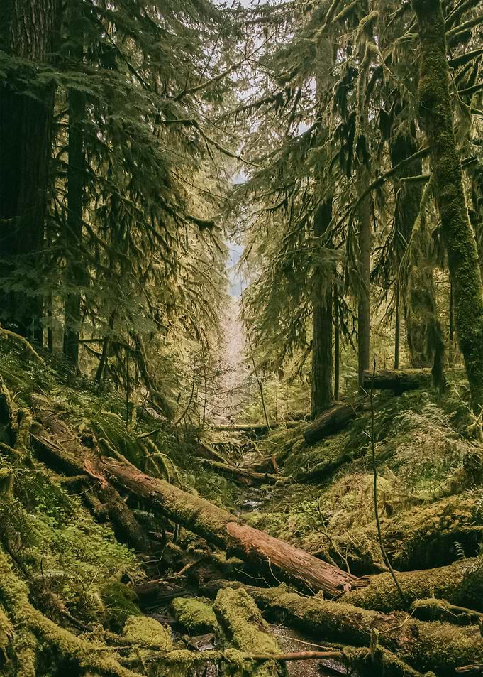 Forest 87