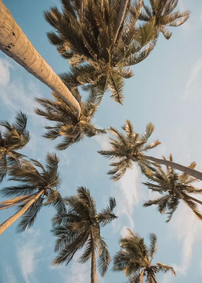 Palm Trees 64