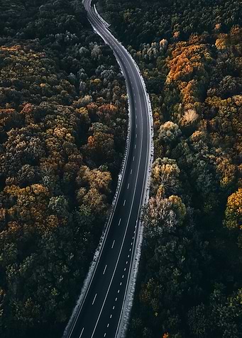 Forest 11