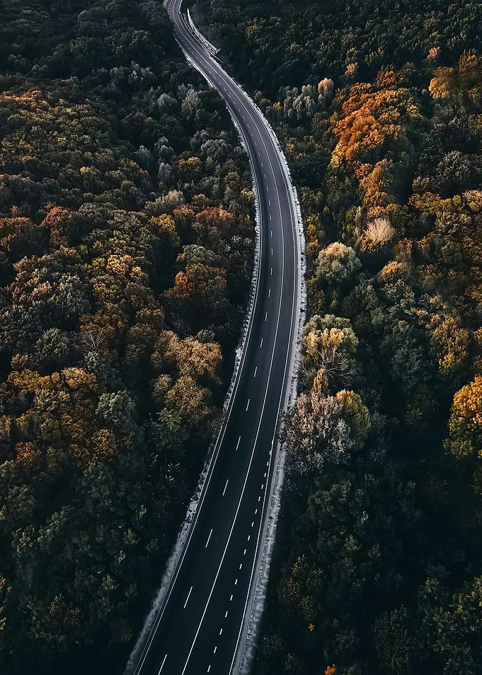 Forest 11