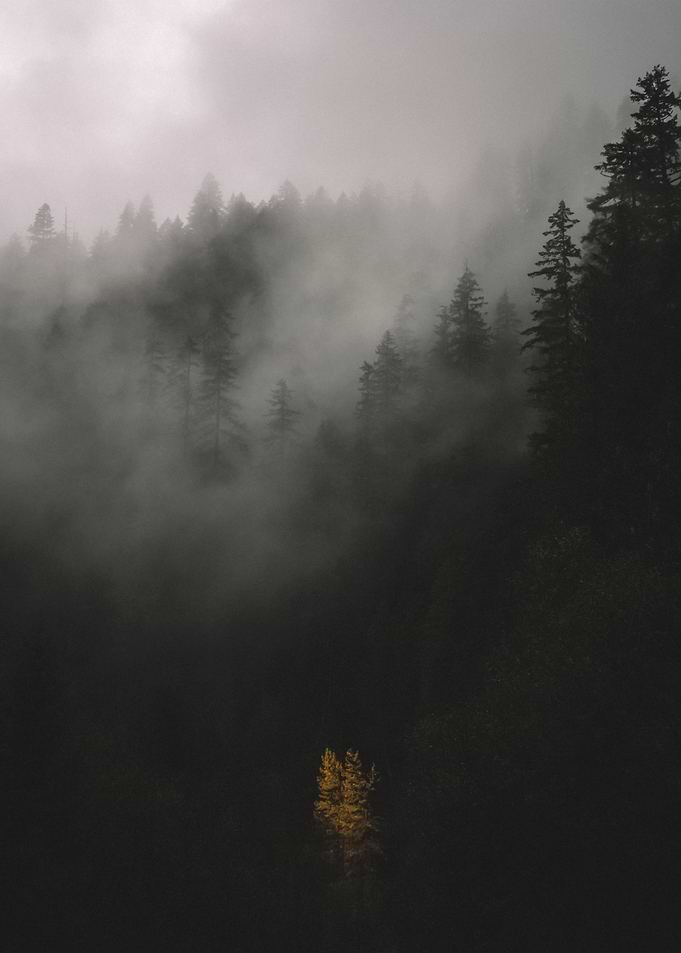 Forest 49