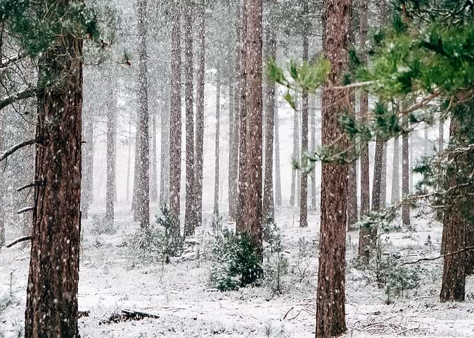 Forest 85