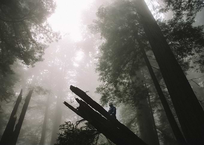 Forest 60