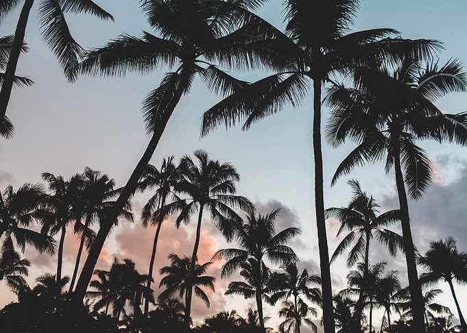 Palm Trees 11