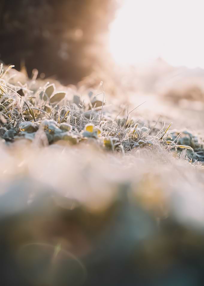 Snow 135