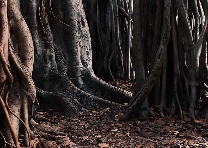 Forest 4