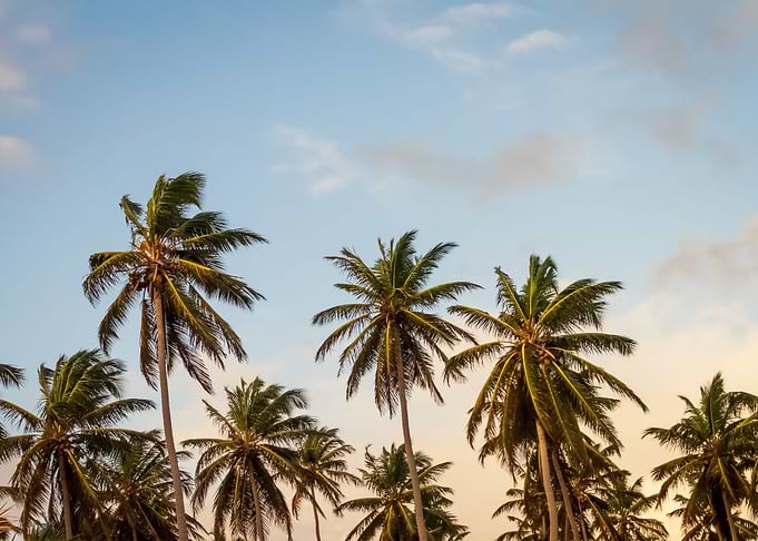 Palm Trees 65