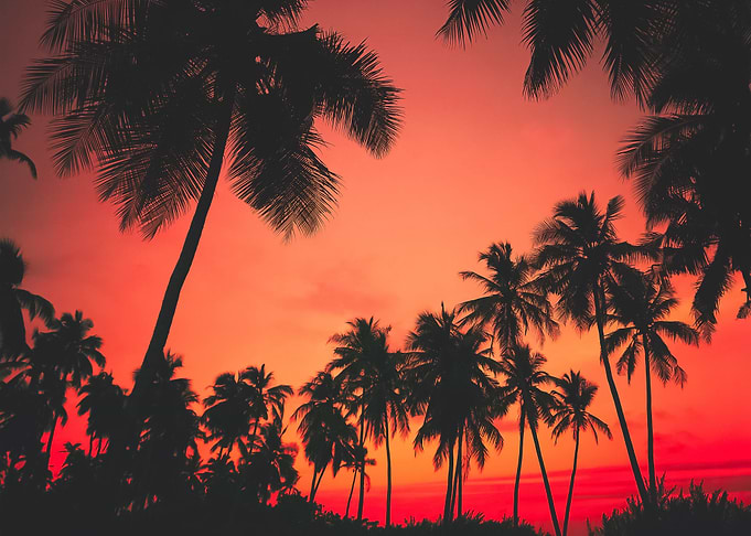 Palm Trees 4