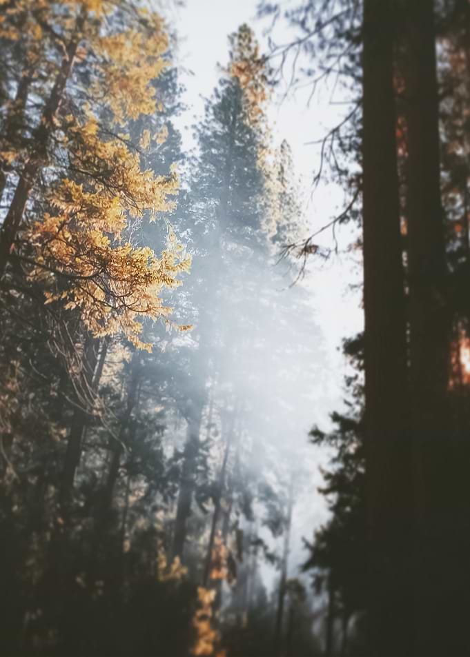 Forest 97
