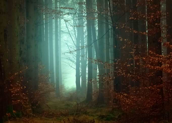 Forest 25