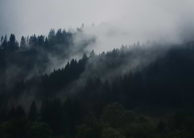 Forest 104