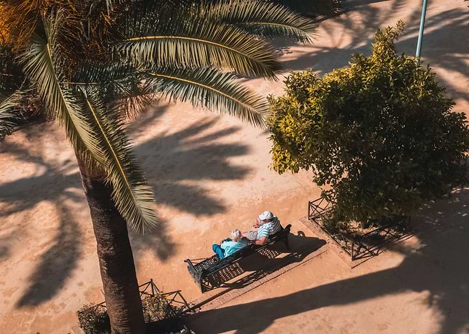 Palm Trees 53