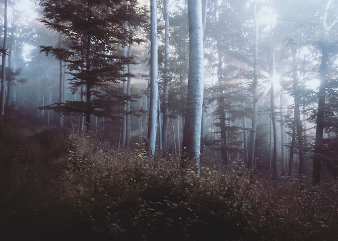 Forest 37
