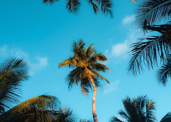 Palm Trees 10
