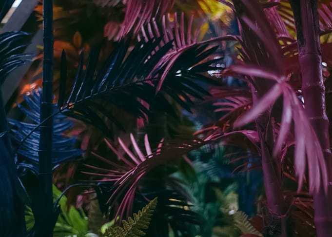 Palm Trees 6