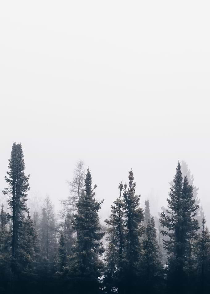 Forest 10