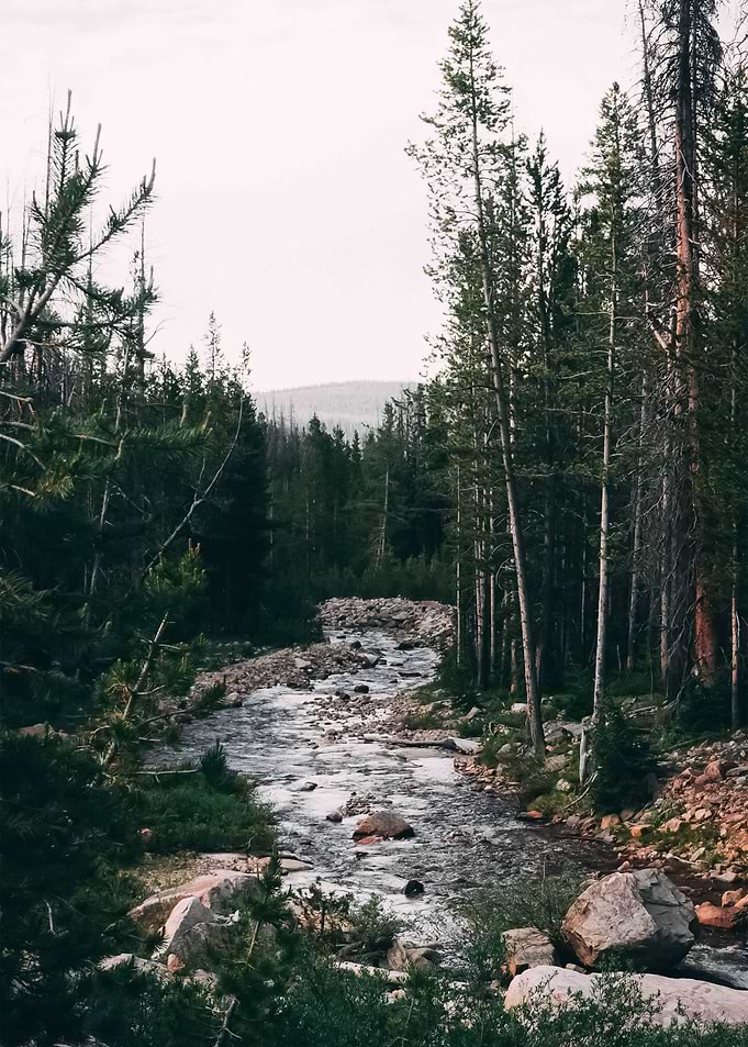 Forest 50