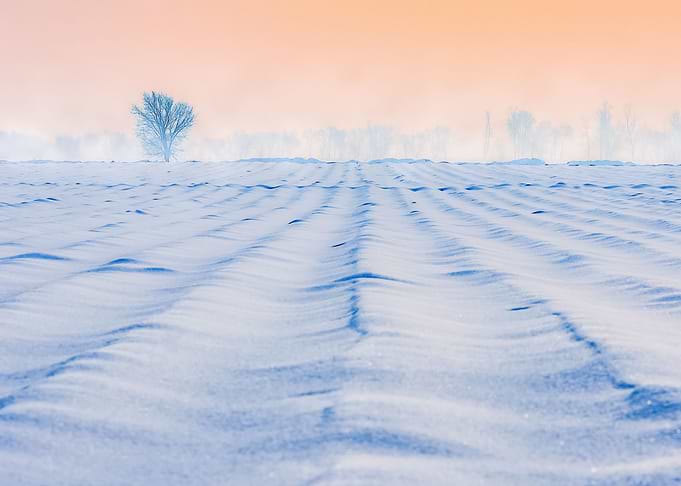 Snow 177