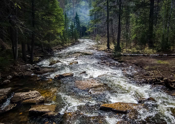 Forest 107