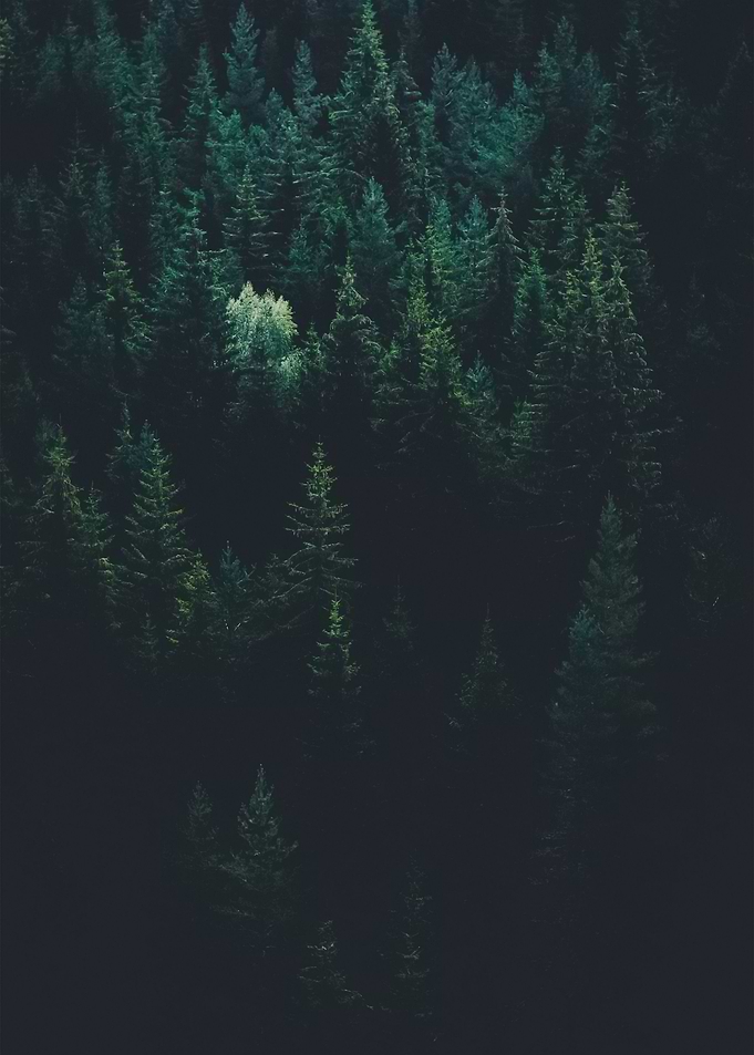 Forest 78