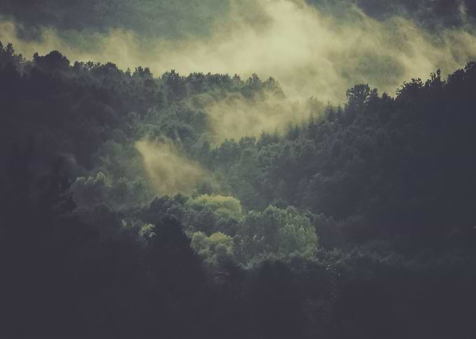 Forest 12