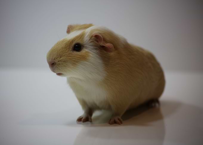 The Guinea Pig