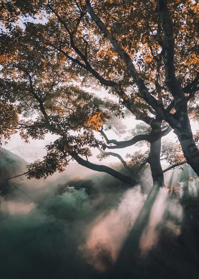 Forest 20