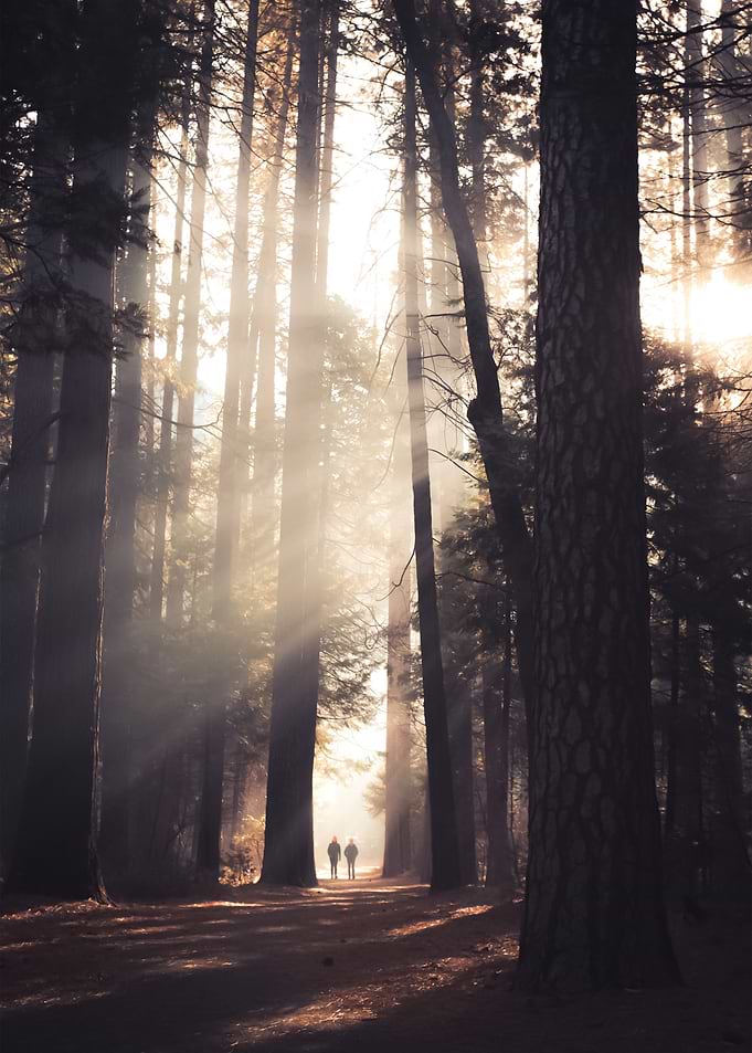 Forest 35