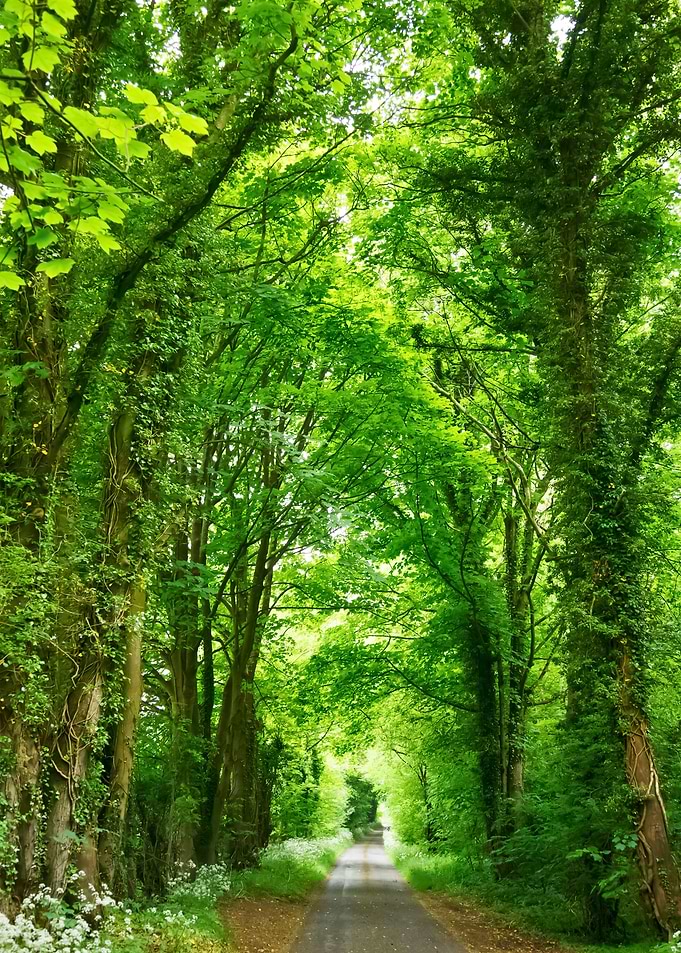 Forest 116