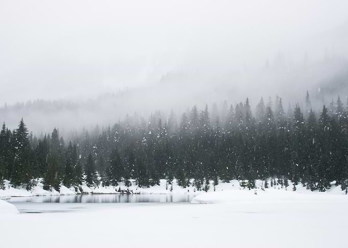 Forest 61