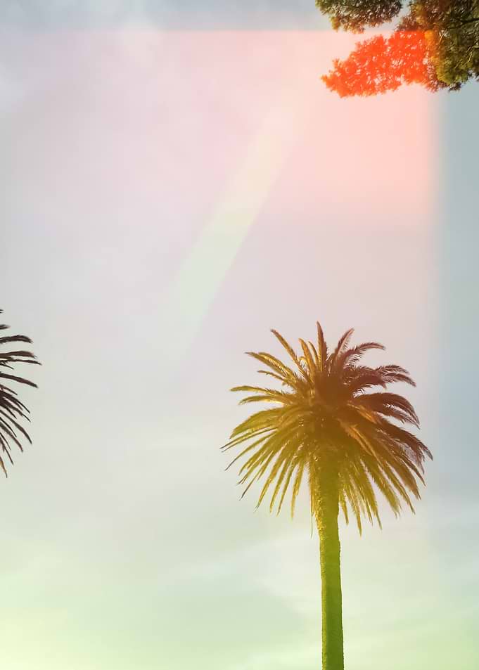 Palm Trees 55