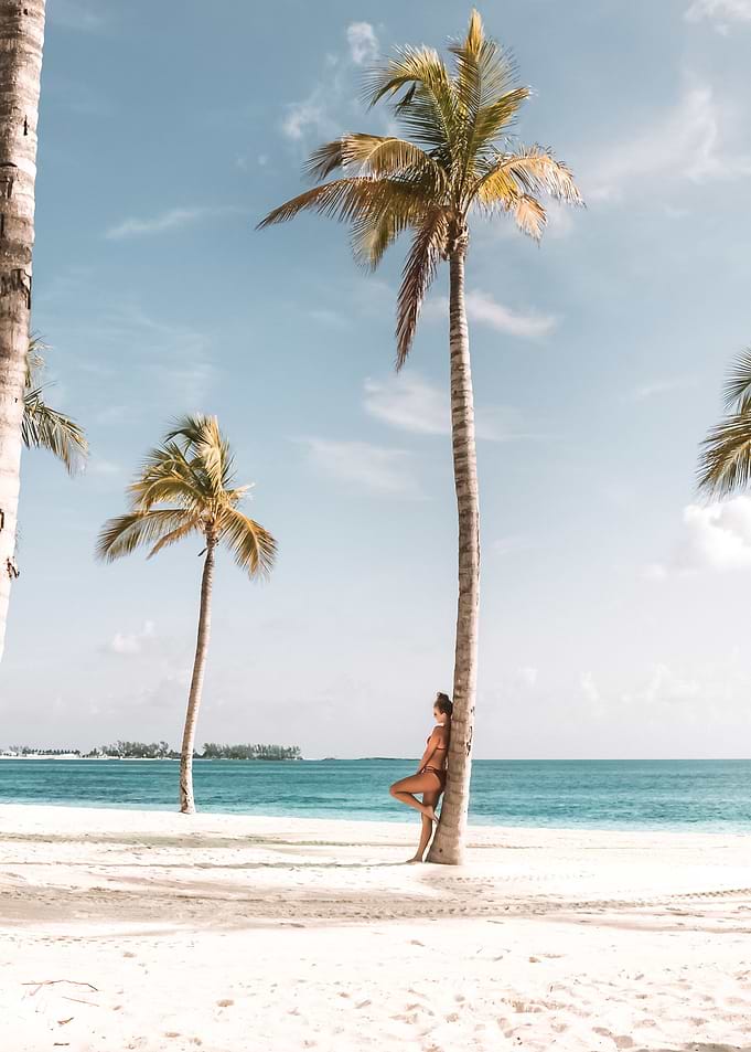 Palm Trees 30