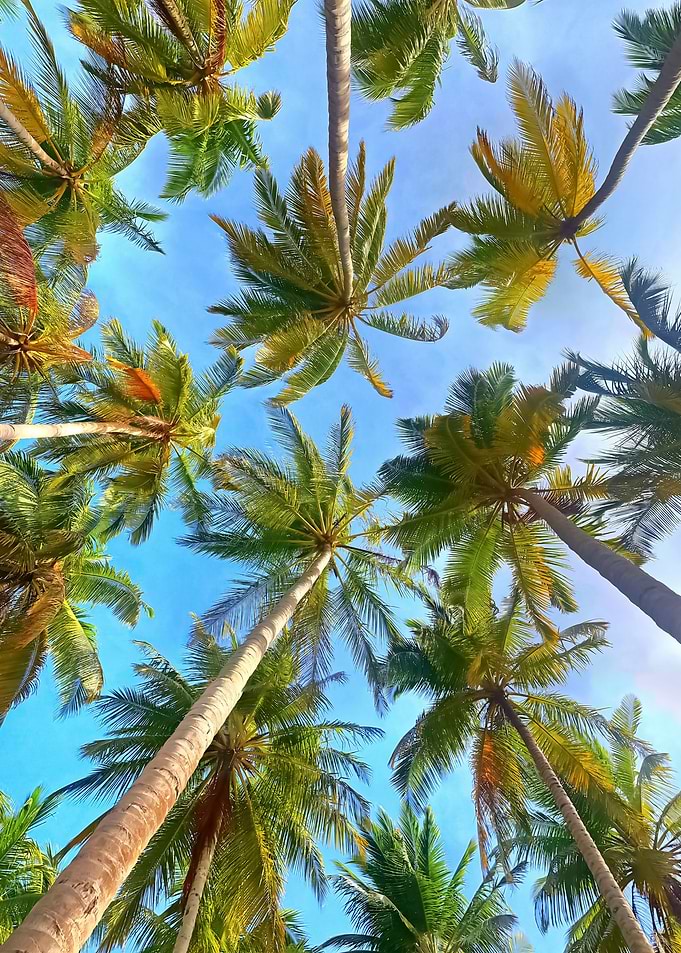 Palm Trees 12