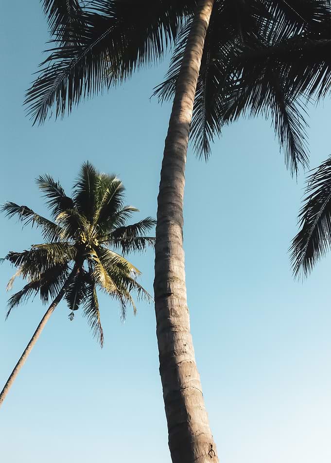 Palm Trees 25