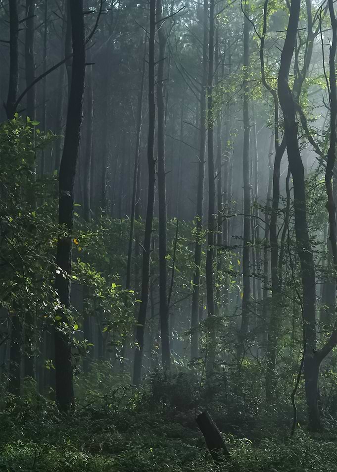 Forest 91