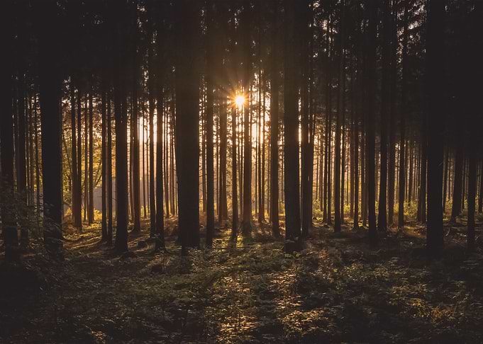 Forest 9