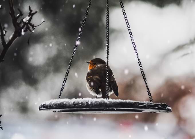 Snow 129