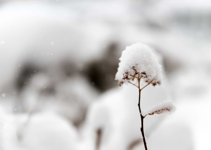 Snow 100