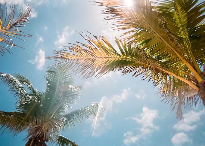 Palm Trees 18